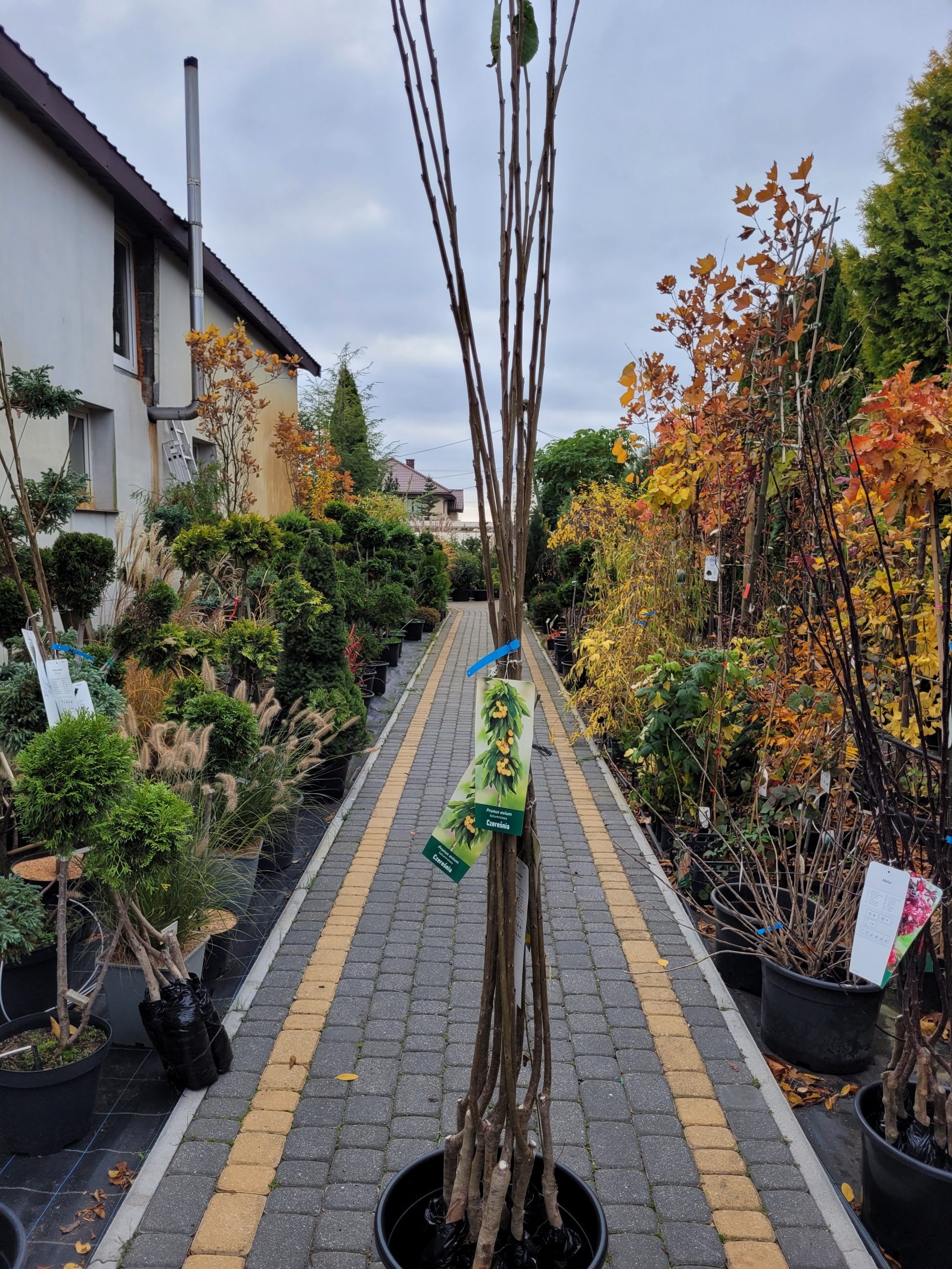 Czereśnia Kolumnowa - obrazek 3