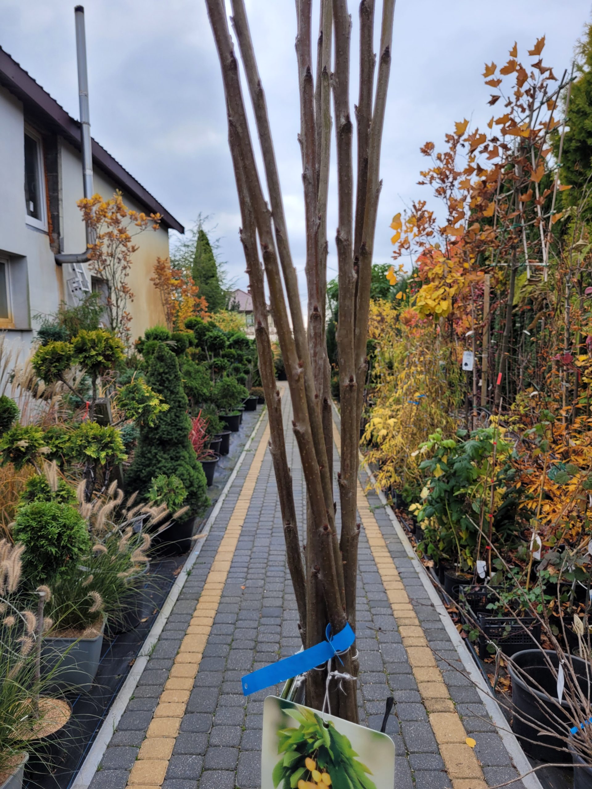 Czereśnia Kolumnowa - obrazek 2