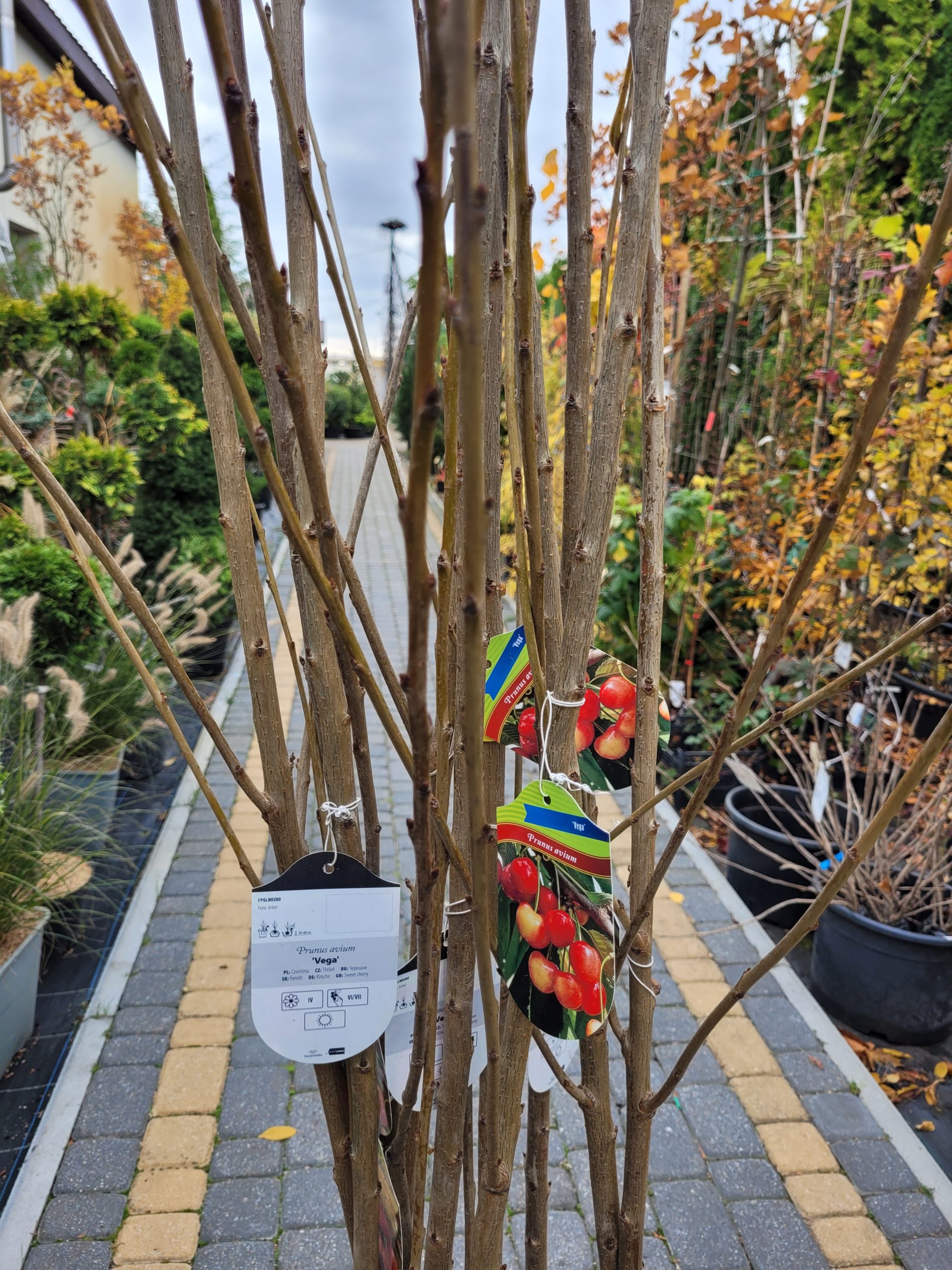 Czereśnia 'Vega' - obrazek 2