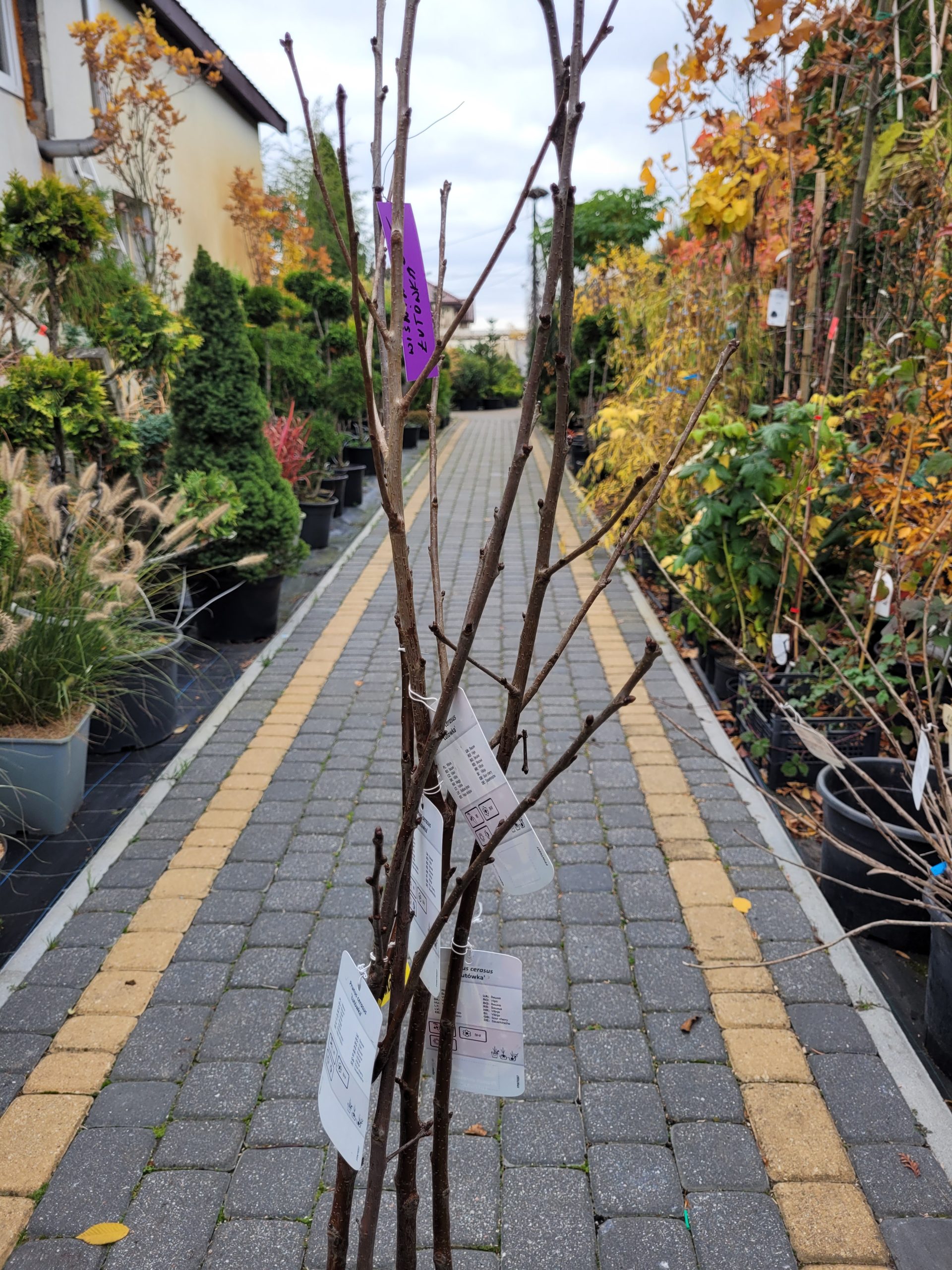 Wiśnia 'Łutówka' - obrazek 2