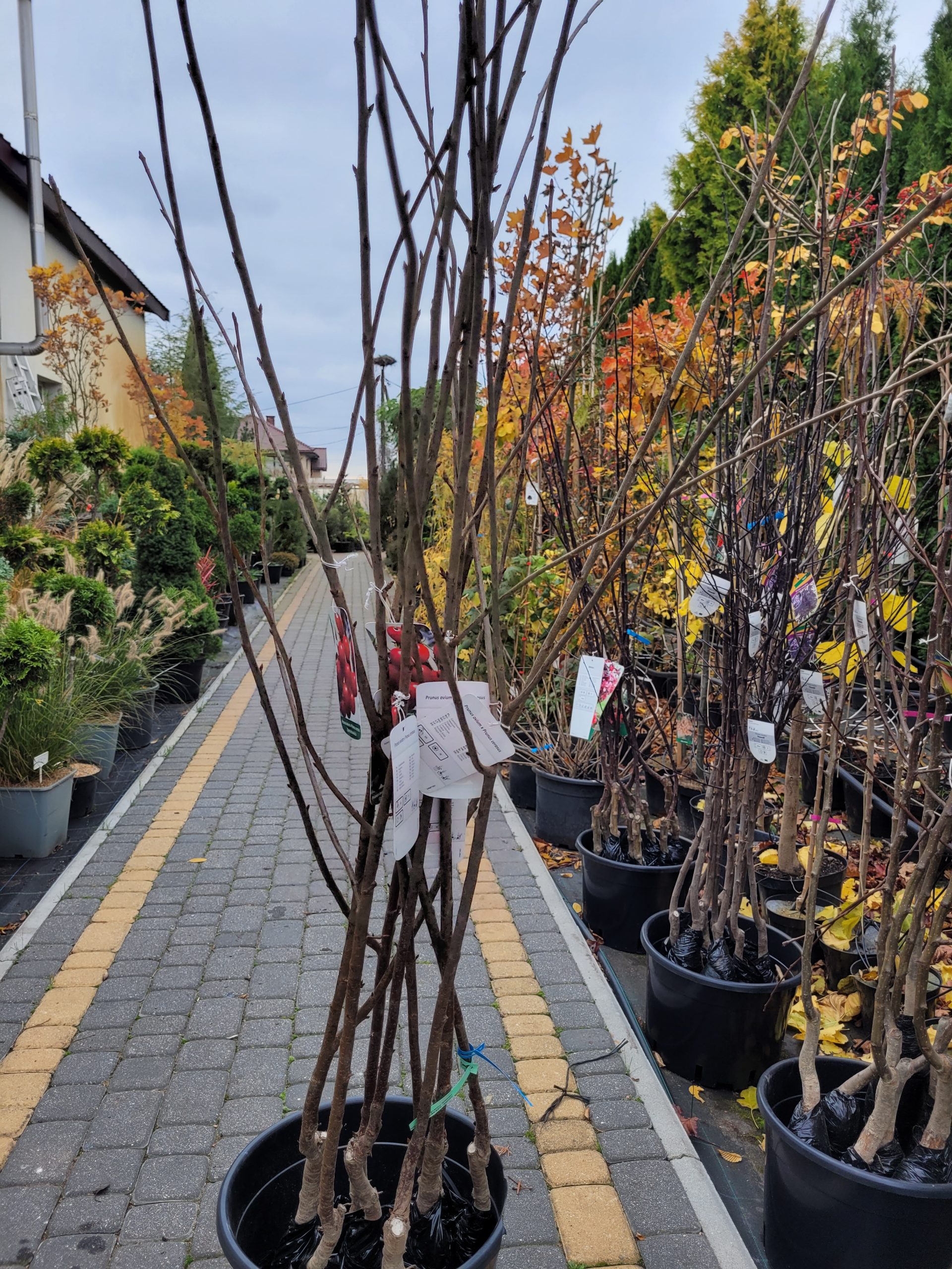 Czerśniowiśnia - obrazek 2