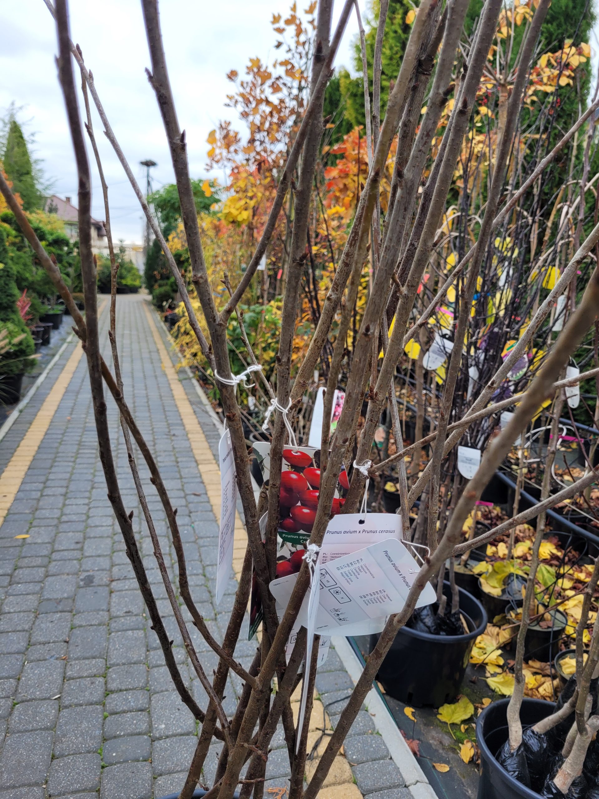 Czerśniowiśnia - obrazek 3