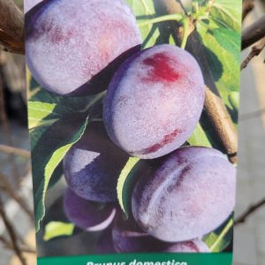 Śliwa 'Węgierka Dąbrowicka'