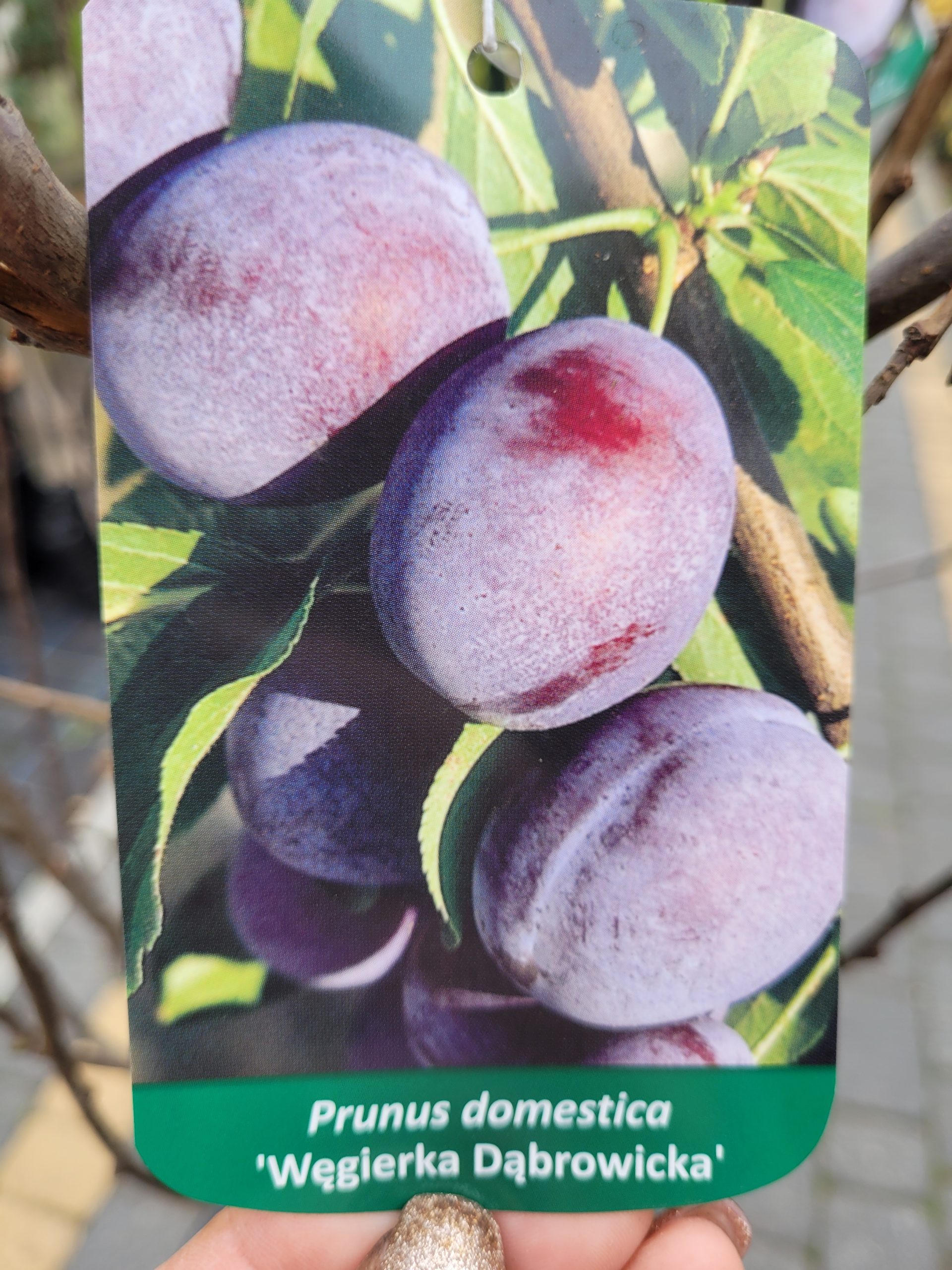 Śliwa 'Węgierka Dąbrowicka'