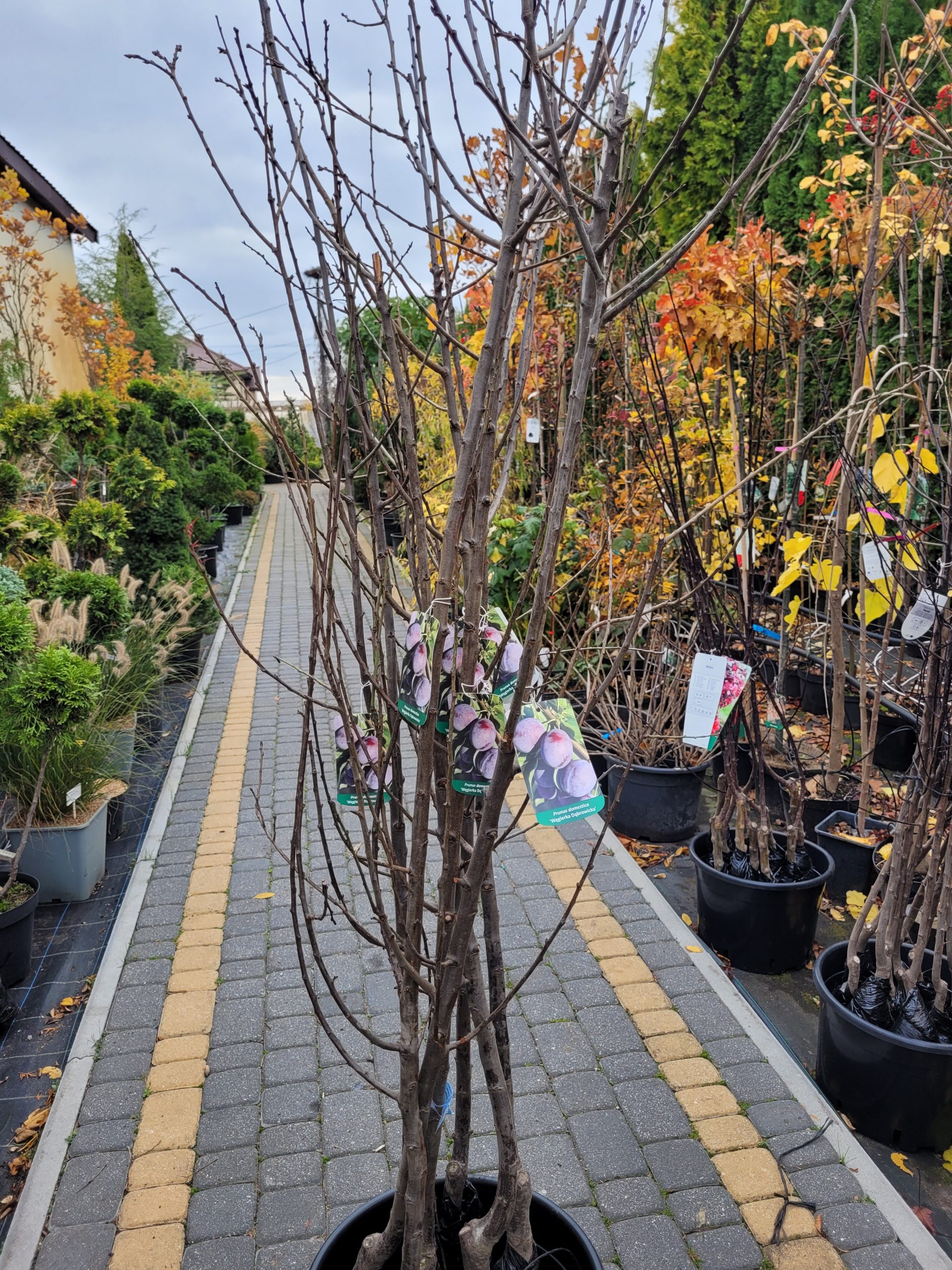 Śliwa 'Węgierka Dąbrowicka' - obrazek 3