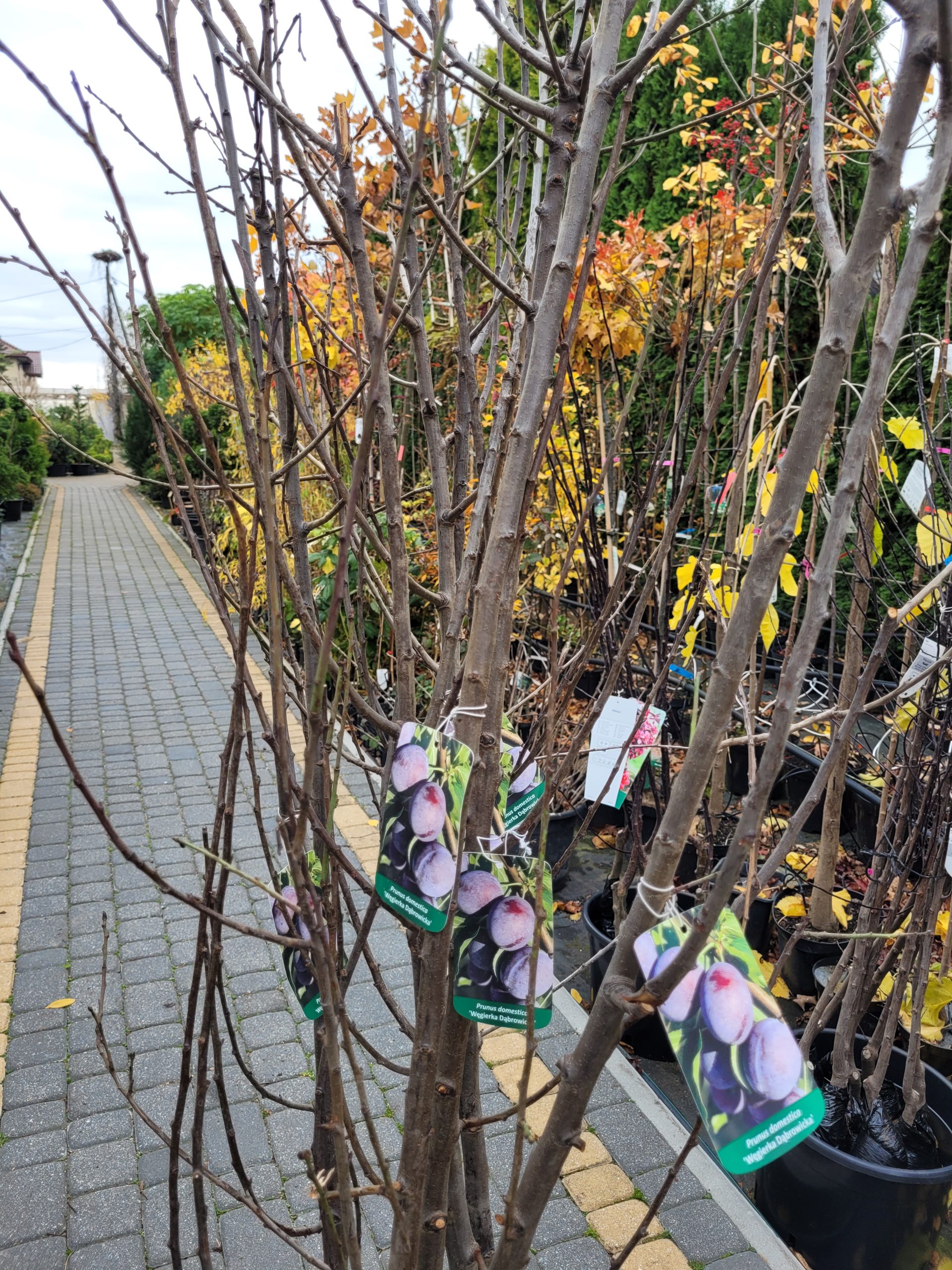 Śliwa 'Węgierka Dąbrowicka' - obrazek 2