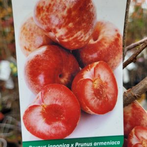 Śliwo-morela 'Dapple Dandy'