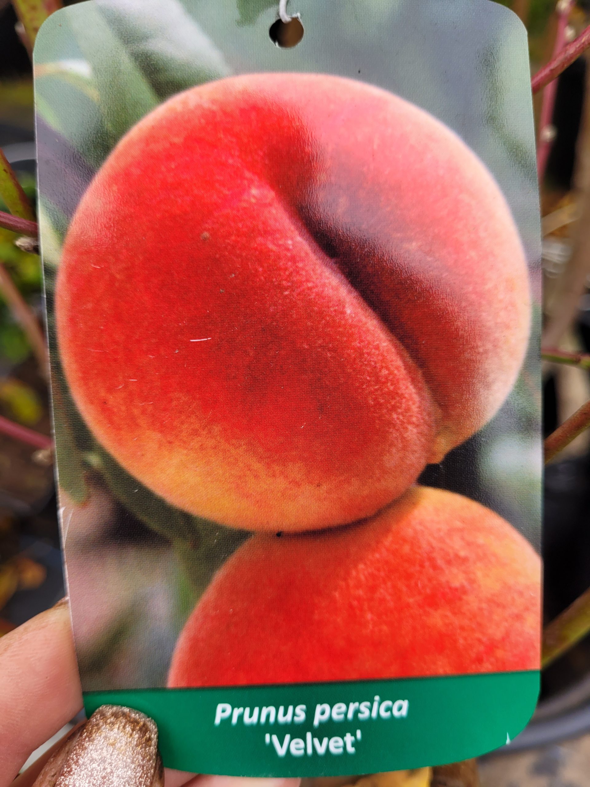 Brzoskwinia 'Velvet'