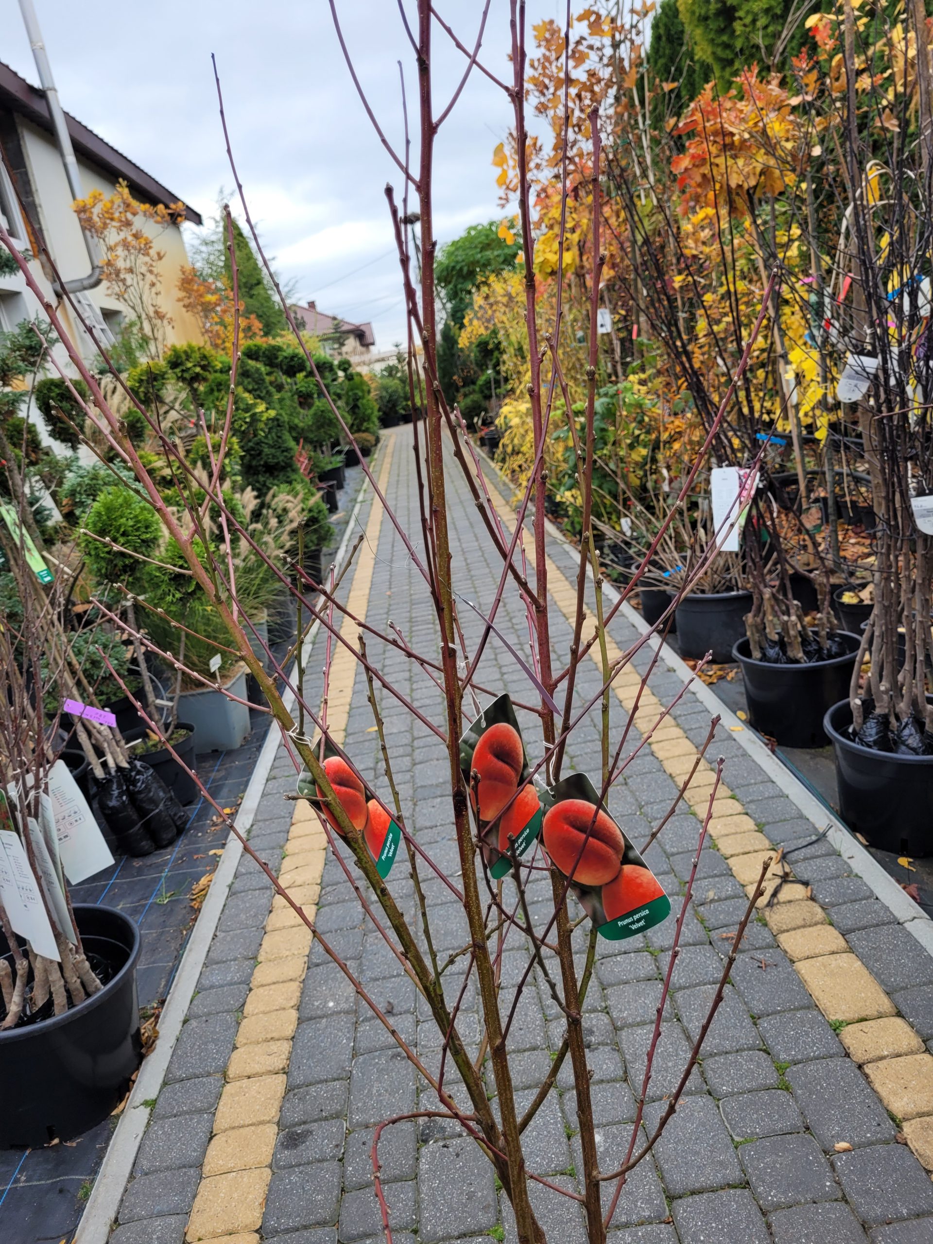 Brzoskwinia 'Velvet' - obrazek 2