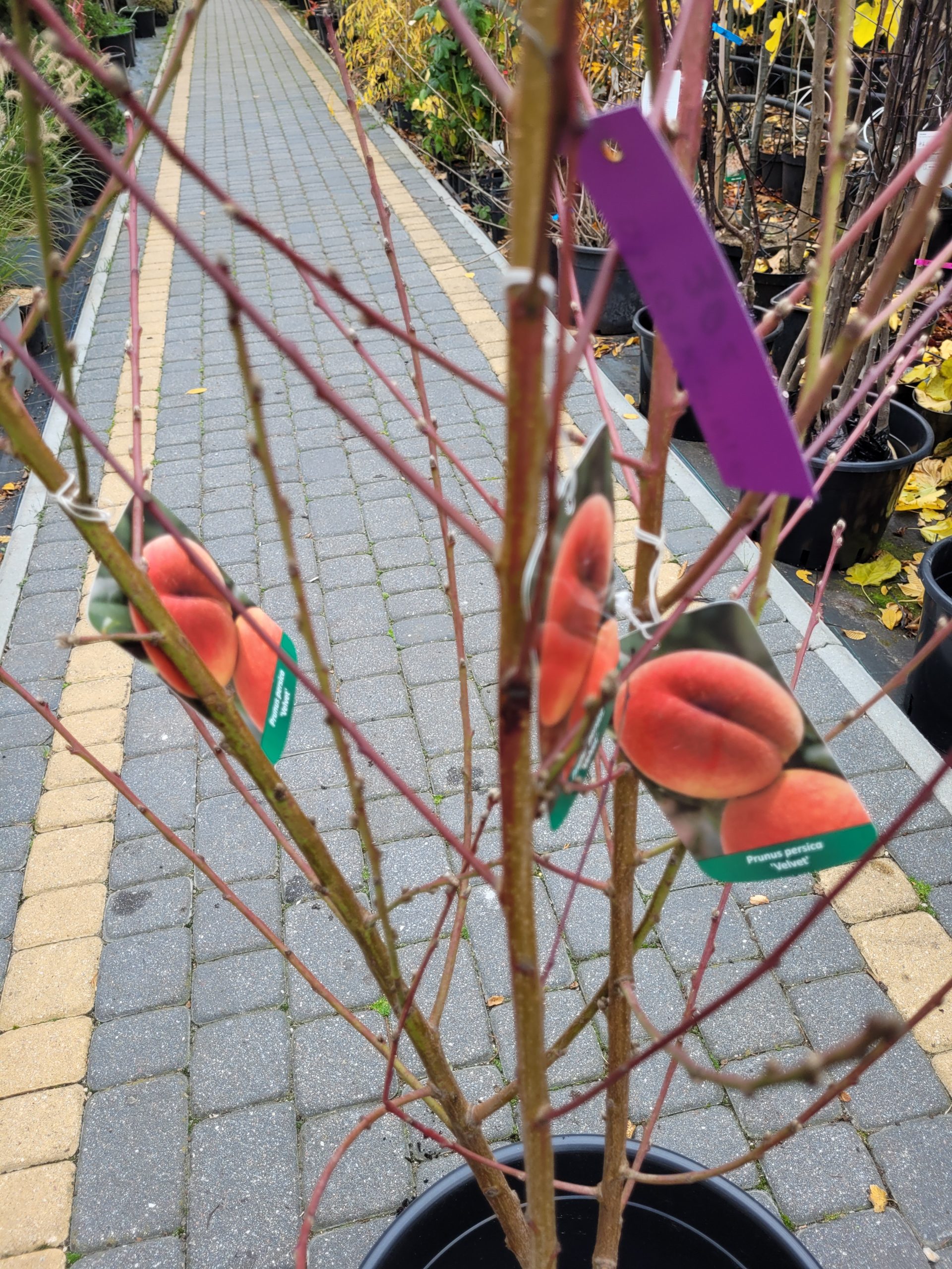 Brzoskwinia 'Velvet' - obrazek 3