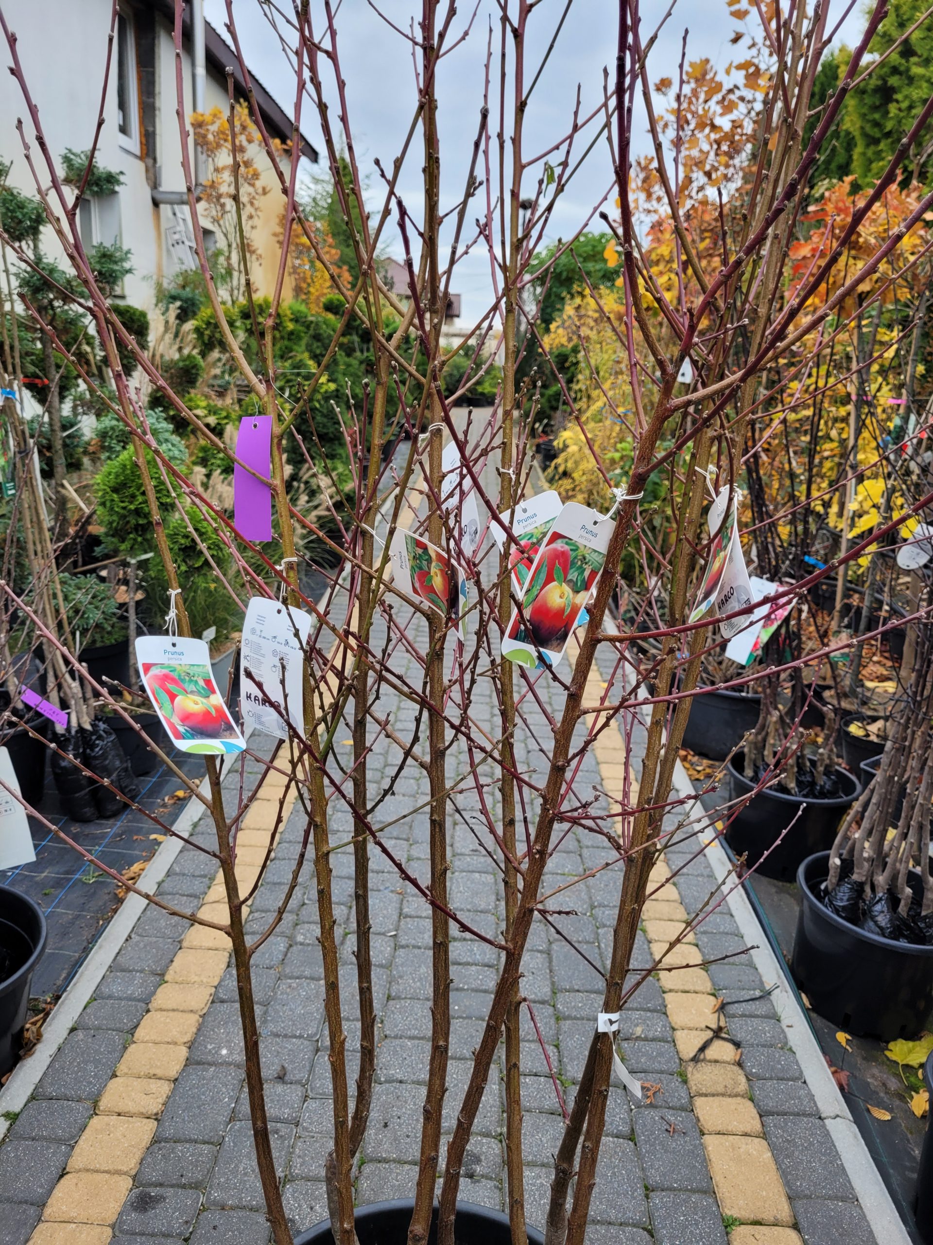 Nektaryna 'Harco' - obrazek 2