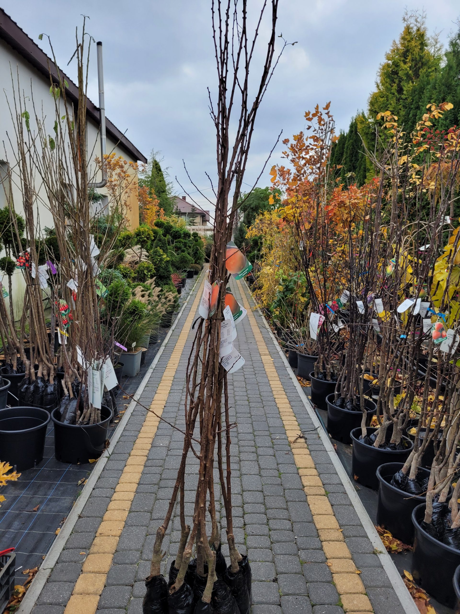 Morela 'Goldrich' - obrazek 2