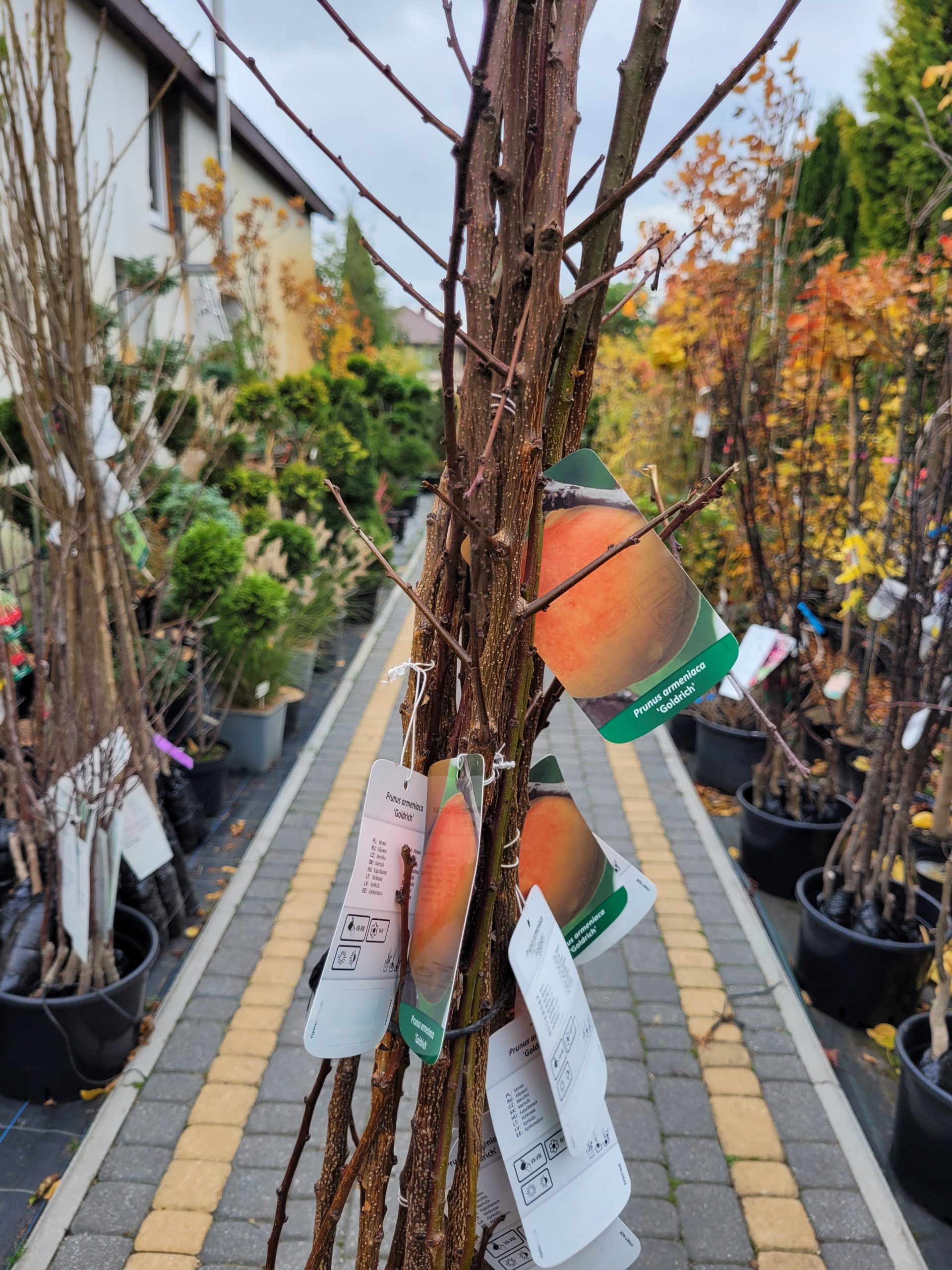 Morela 'Goldrich' - obrazek 3