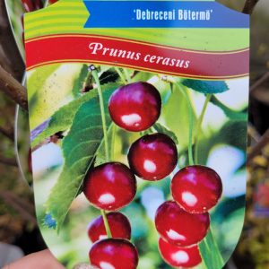 Wiśnia 'Debreceni Bőtermő'