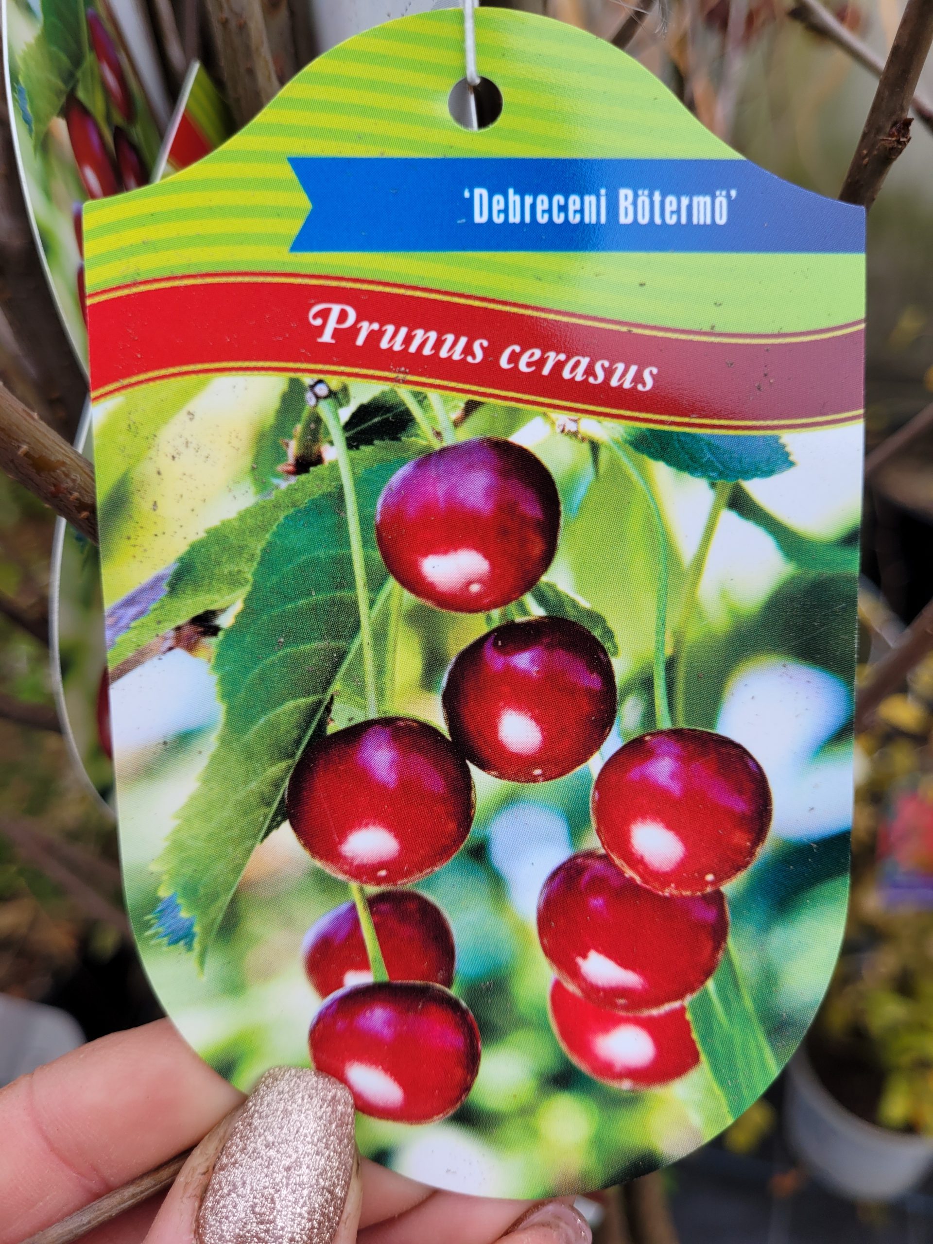 Wiśnia 'Debreceni Bőtermő'