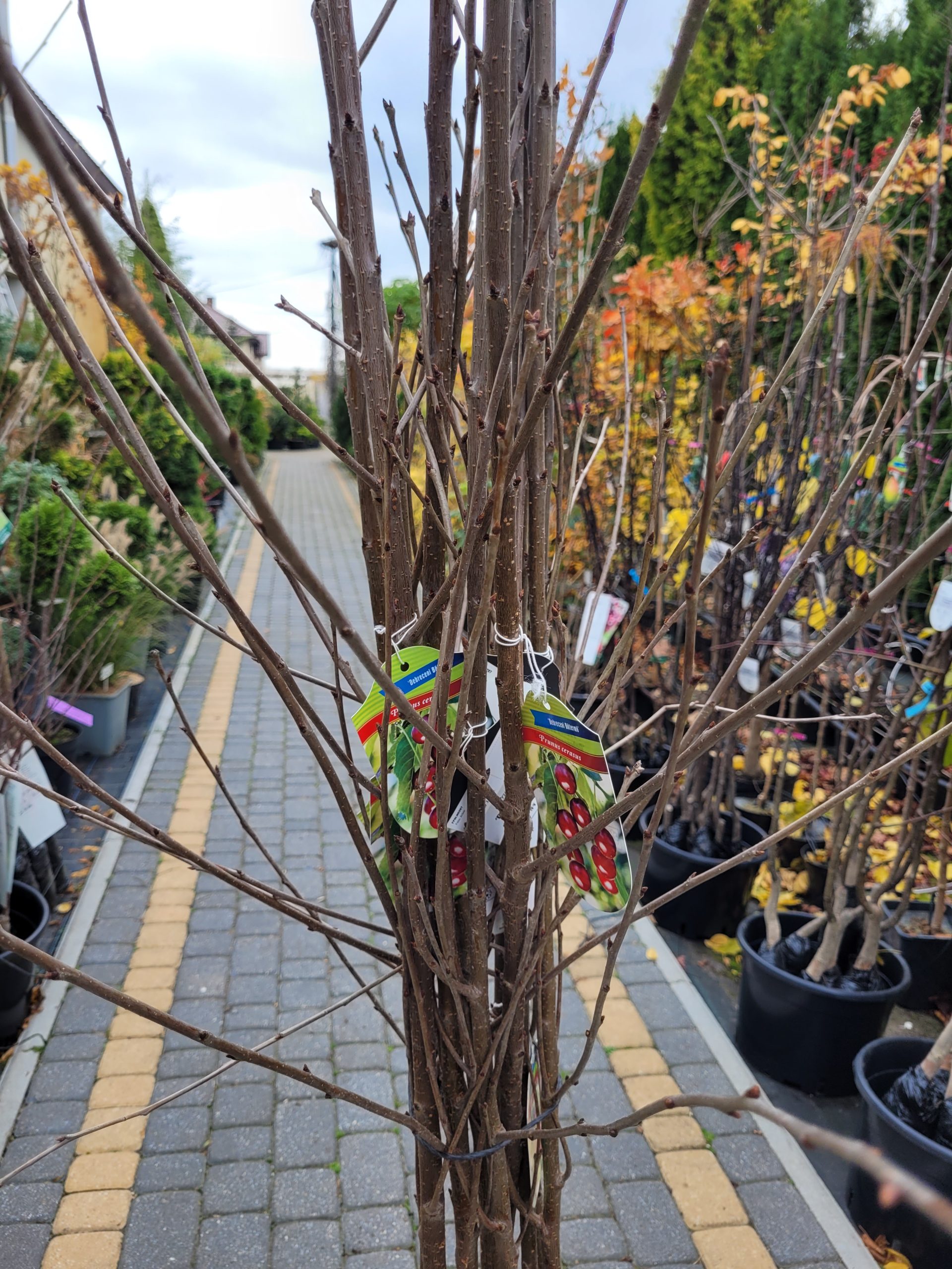 Wiśnia 'Debreceni Bőtermő' - obrazek 2