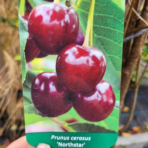 Wiśnia 'Northstar'