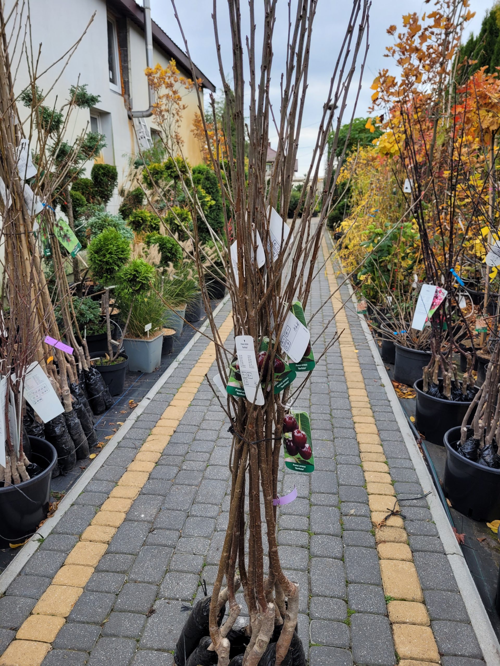 Wiśnia 'Northstar' - obrazek 3