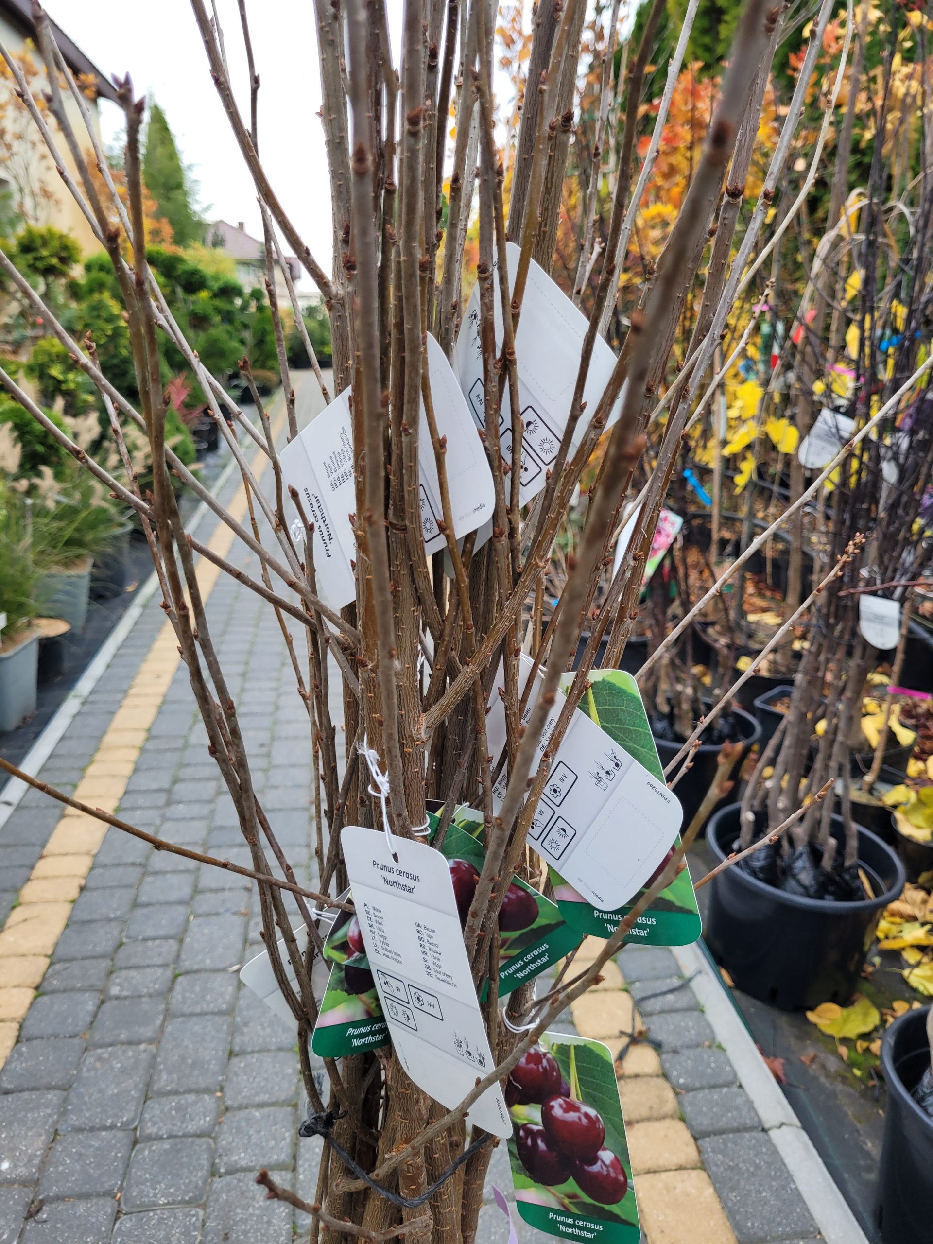 Wiśnia 'Northstar' - obrazek 2