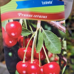 Wiśnia 'Łutówka'