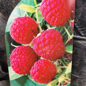 Malina 'Polana' -5sztuk