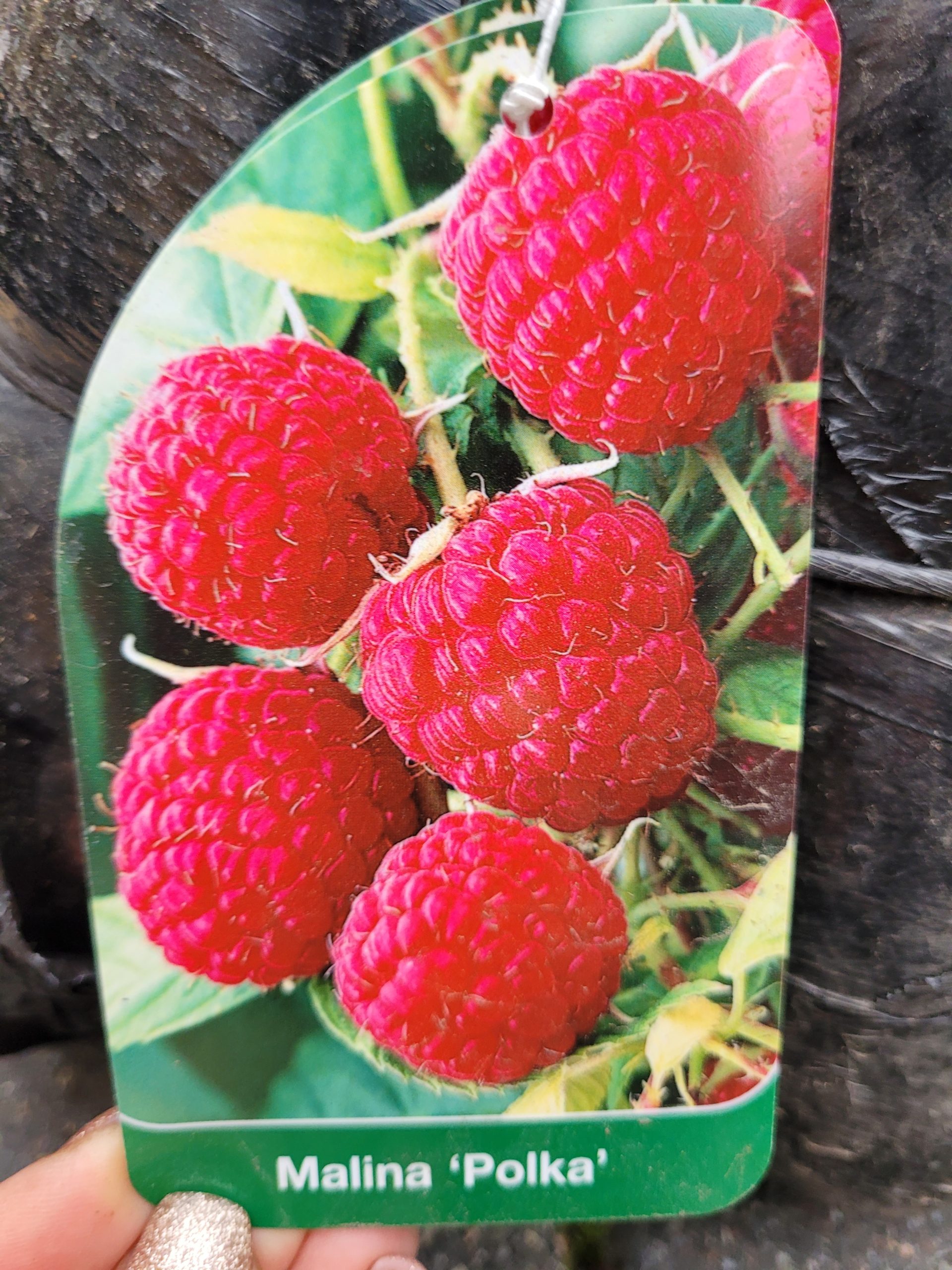 Malina 'Polana' -5sztuk