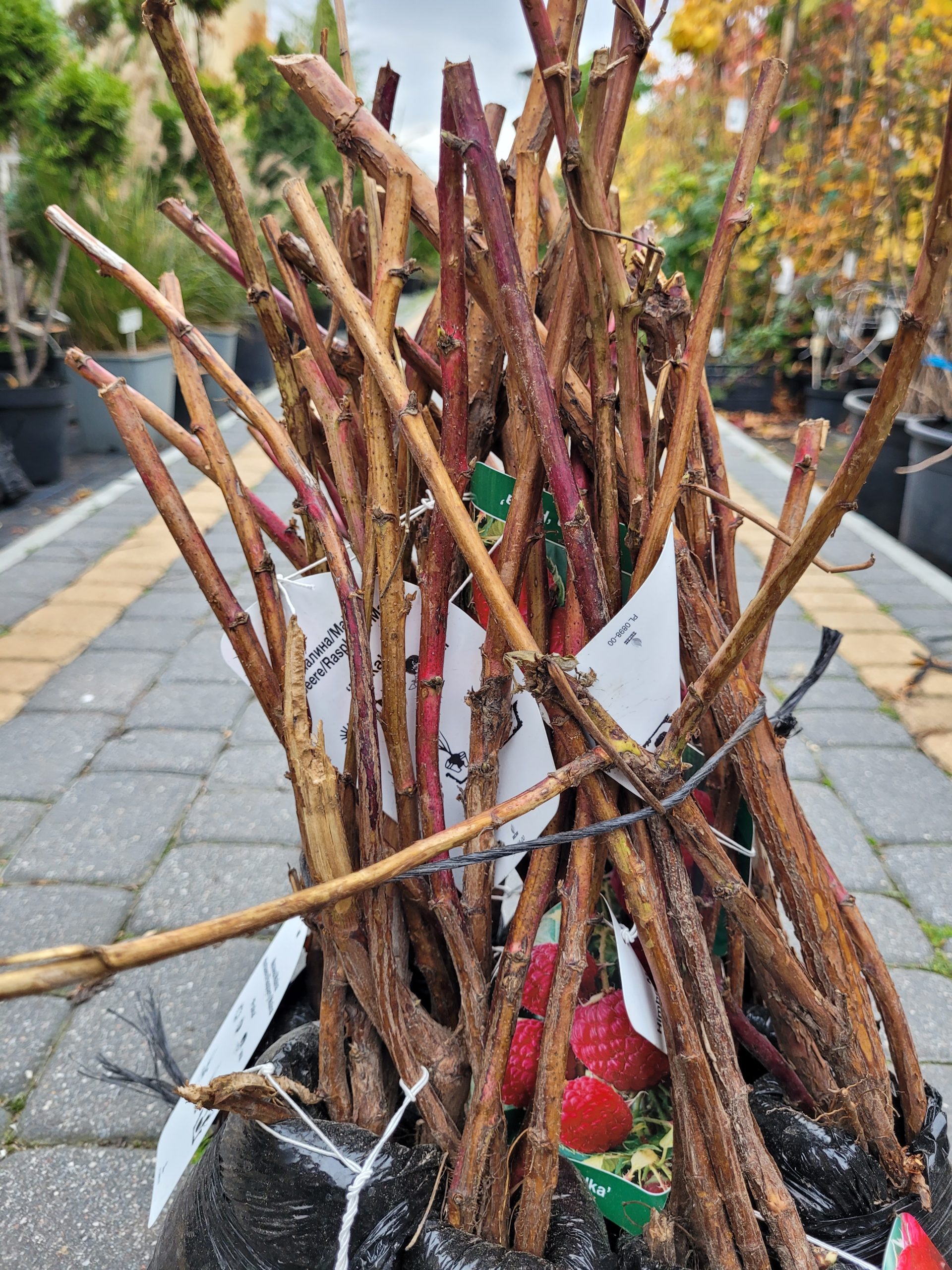 Malina 'Polana' -5sztuk - obrazek 3