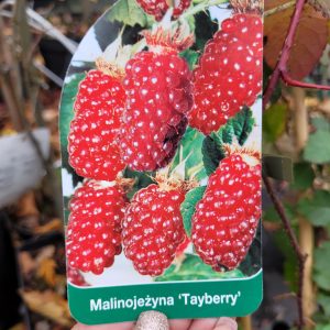 Malinojeżyna 'Tayberry' -5sztuk