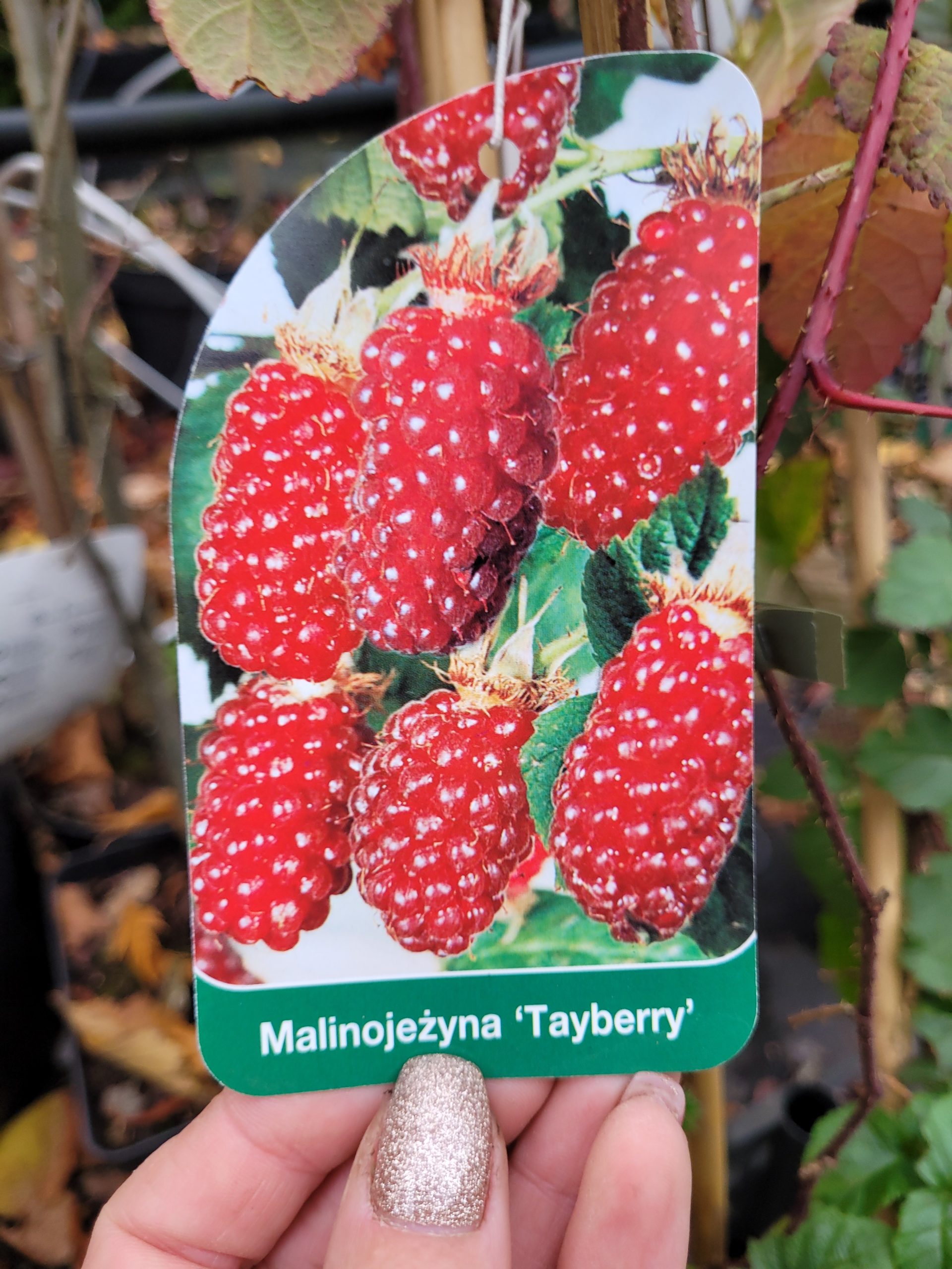 Malinojeżyna 'Tayberry' -5sztuk
