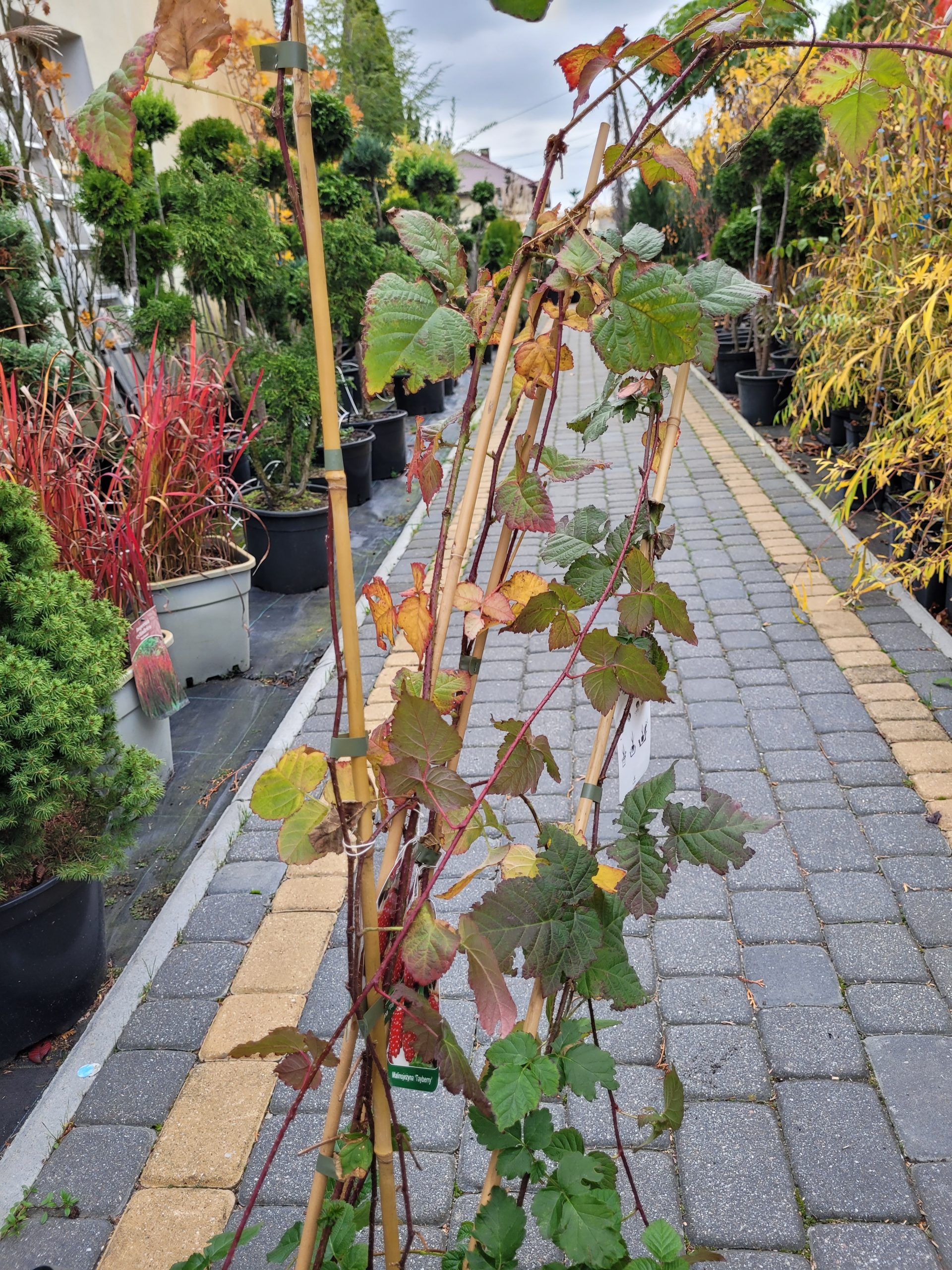 Malinojeżyna 'Tayberry' -5sztuk - obrazek 3