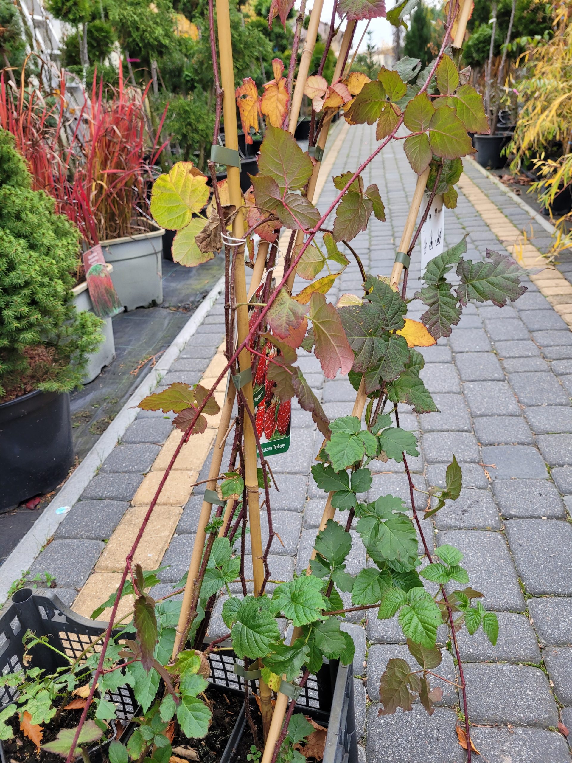 Malinojeżyna 'Tayberry' -5sztuk - obrazek 2