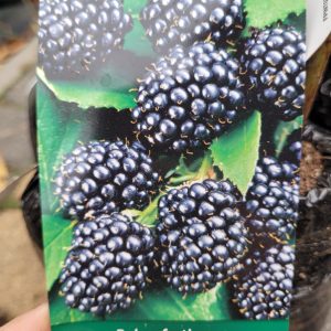 Jeżyna bezkolcowa czarna