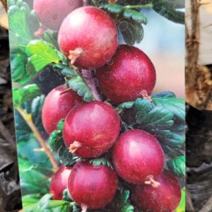 Agrest 'Hinnonmaki Rot'