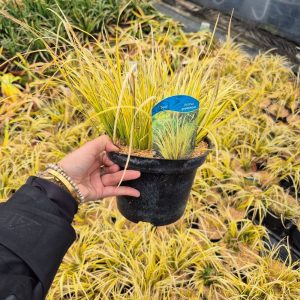 Tatarak trawiasty 'Ogon'