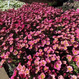 Skalnica arendsa 'Peter Pan'