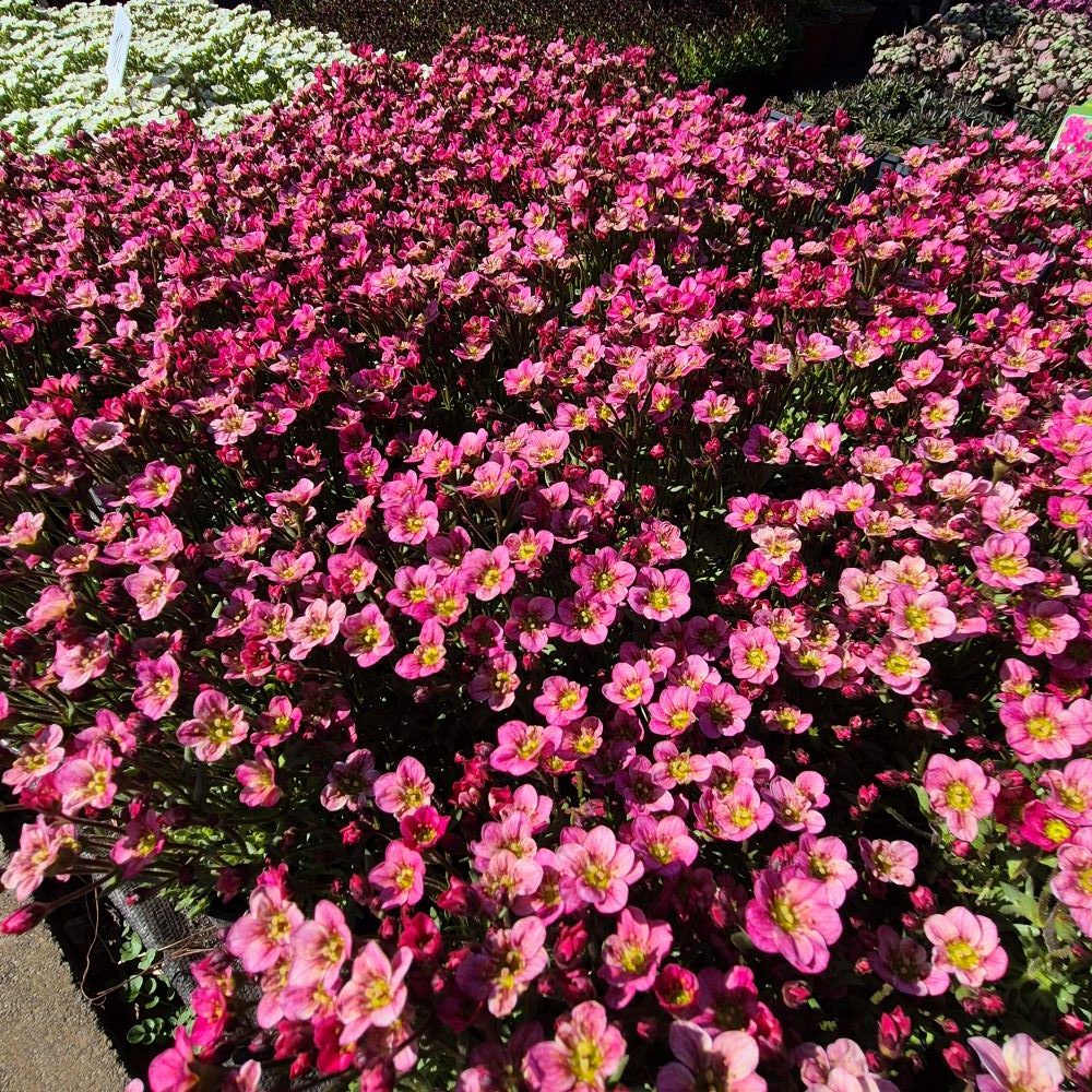 Skalnica arendsa 'Peter Pan'