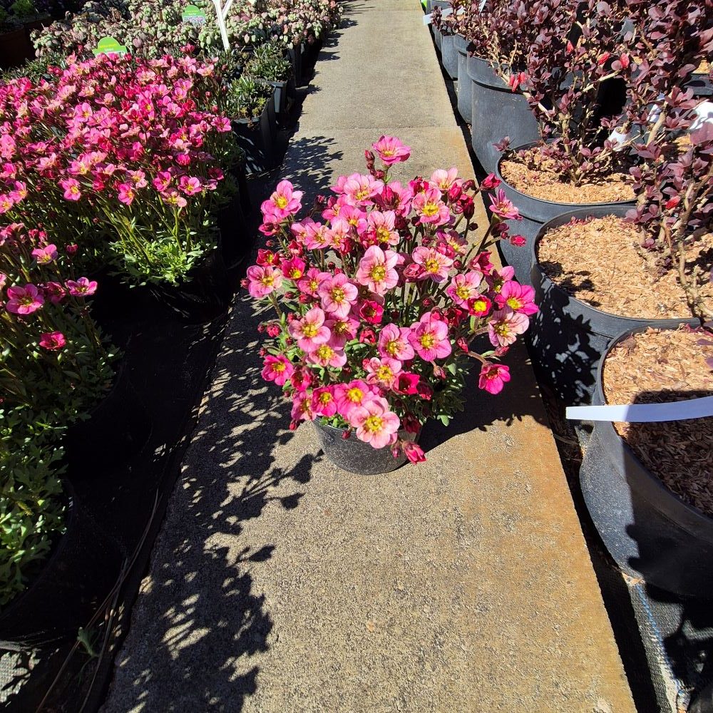 Skalnica arendsa 'Peter Pan' - obrazek 2