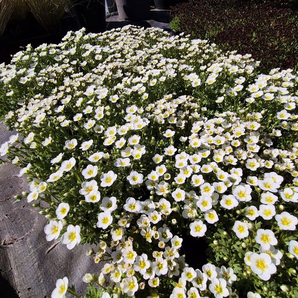 Skalnica Arendsa 'Schneeteppich' - obrazek 3