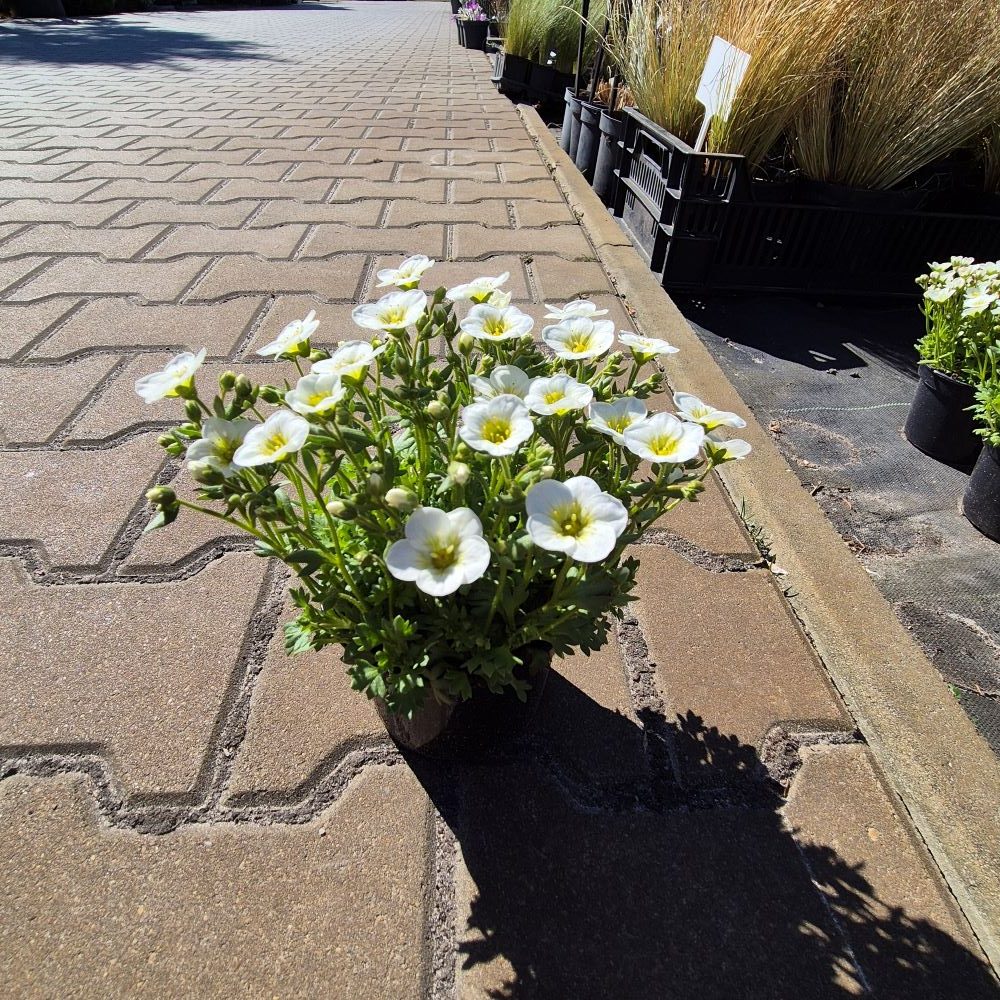 Skalnica Arendsa 'Schneeteppich' - obrazek 2