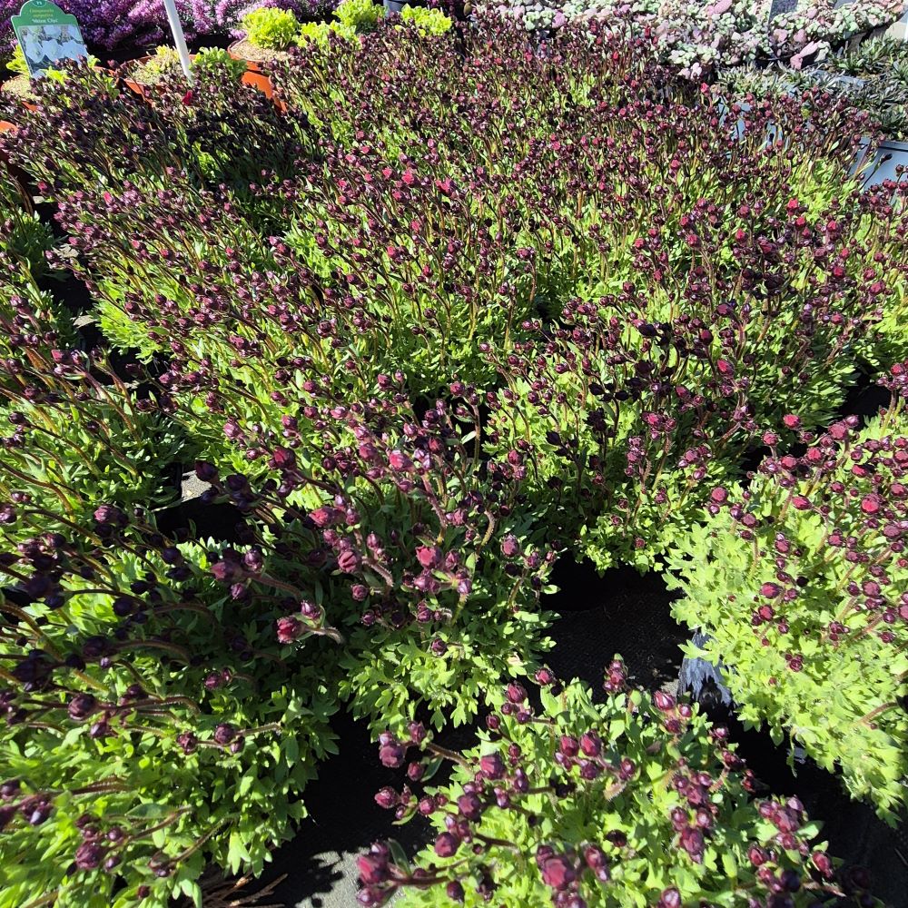 Skalnica 'Rot' - obrazek 2