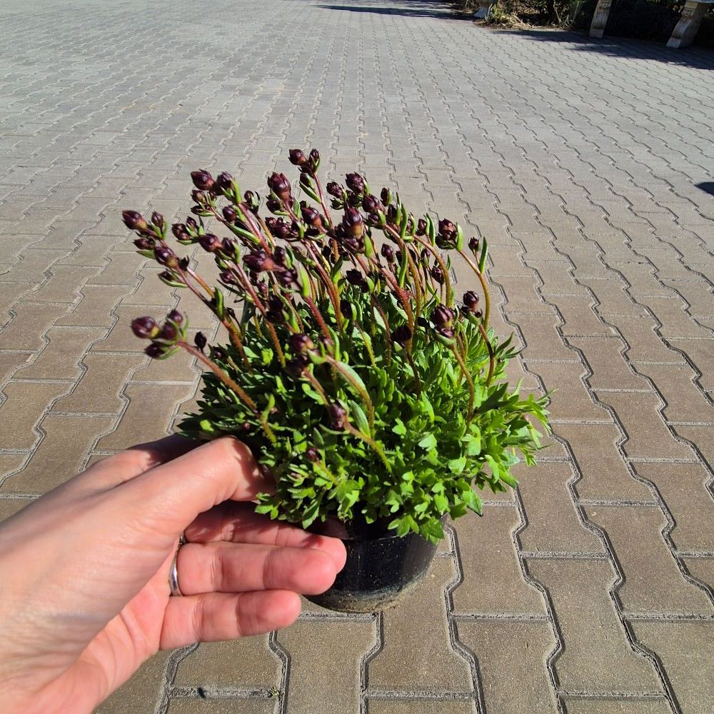 Skalnica 'Rot' - obrazek 3