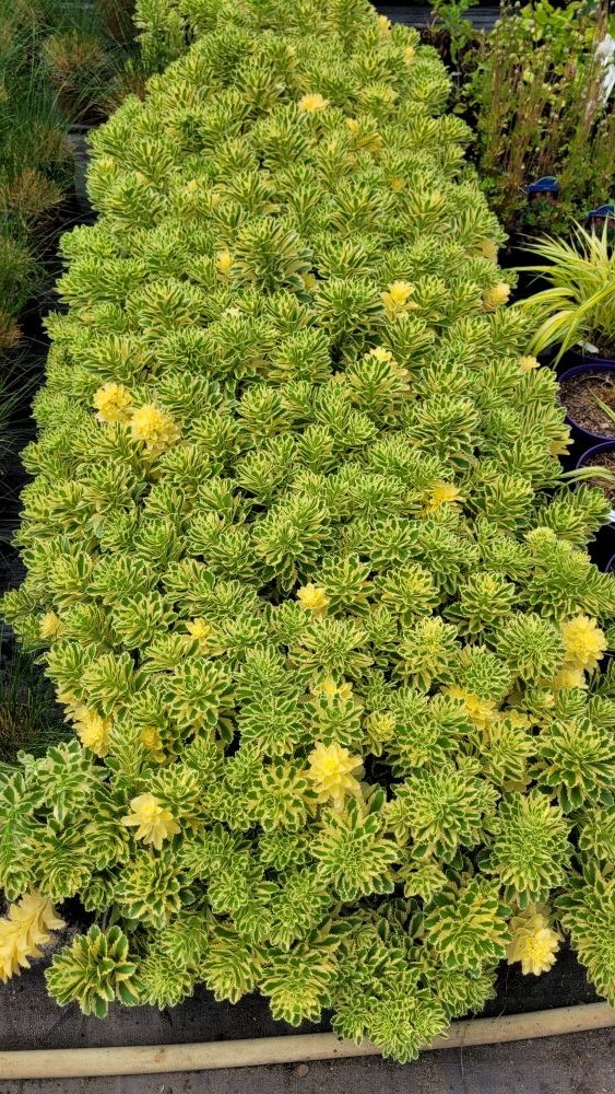 Rozchodnik 'Atlantis' - obrazek 3