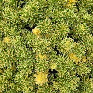 Rozchodnik 'Atlantis'