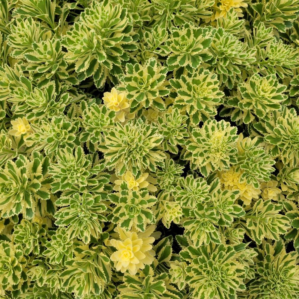 Rozchodnik 'Atlantis'