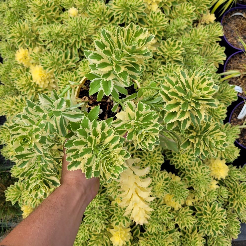 Rozchodnik 'Atlantis' - obrazek 4