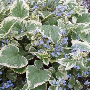 Brunera wielkolistna 'Variegata' Brunnera macrophylla 'Variegata'
