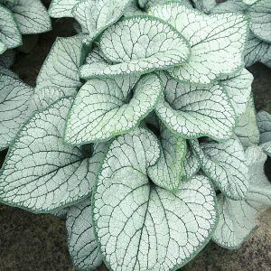 Brunnera wielkolistna 'Silver Heart' Brunnera macrophylla 'Silver Heart'