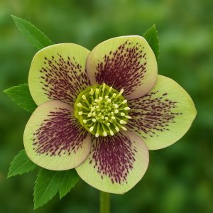 Ciemiernik 'Single Green Spotted'