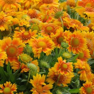 Gailardia oścista 'Mesa™ Peach' (Gaillardia aristata)