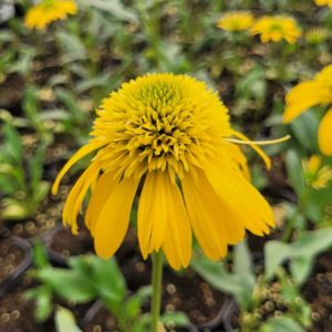 Jeżówka 'Sunny Days Lemon' Echinacea 3